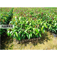 福建芒果苗批发 芒果苗直生苗  芒果苗杯苗 