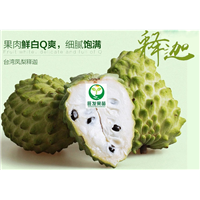 **凤梨释迦苗出售 质量保证 包邮 