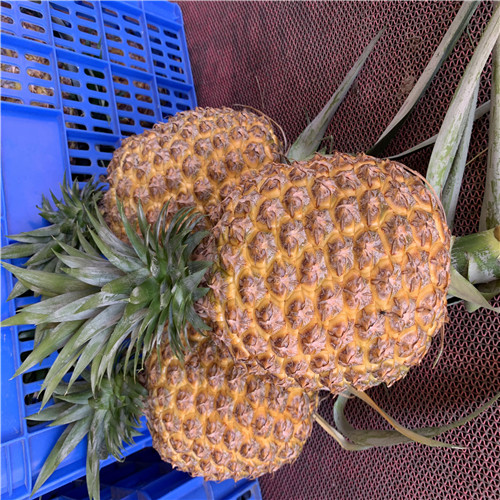 深圳霸王凤梨苗批发