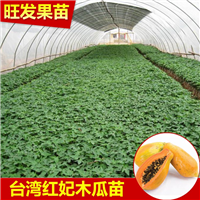 木瓜树苗 当年结果 四季红心番木瓜树台湾红肉木瓜苗 