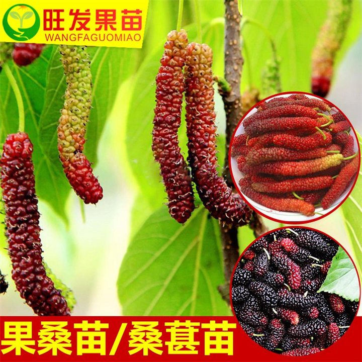 福州桑树苗基地，福州长果桑嫁接苗，葚树苗当年结果 
