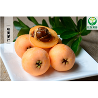 厦门早钟6号枇杷苗、厦门枇杷苗、厦门果苗 