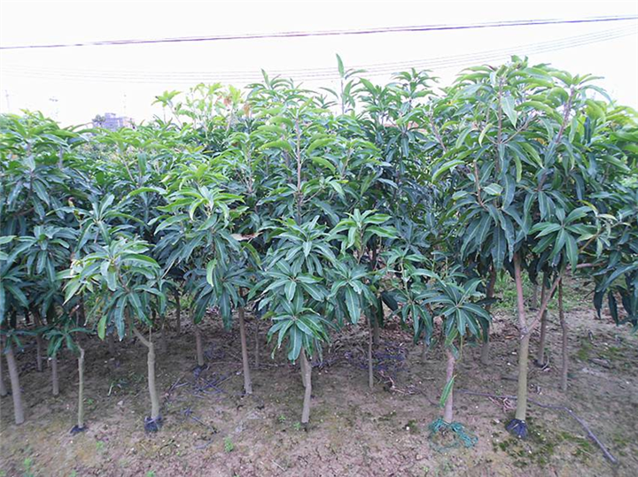 福建凯特芒果苗批发 **品种芒果苗大量果树苗木批发 