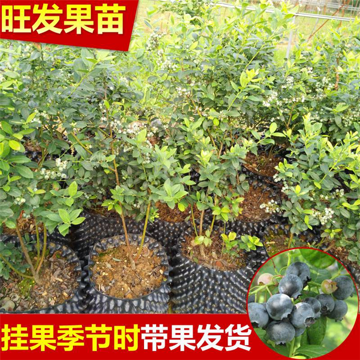 泉州蓝莓苗 嫁接苗 水果树苗木 南北方种植当年结果 