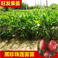 莲雾苗果树 台湾黑金刚莲雾苗 当年结果 