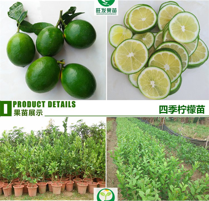 **北京柠檬苗、北京柠檬嫁苗、量大价格优惠 