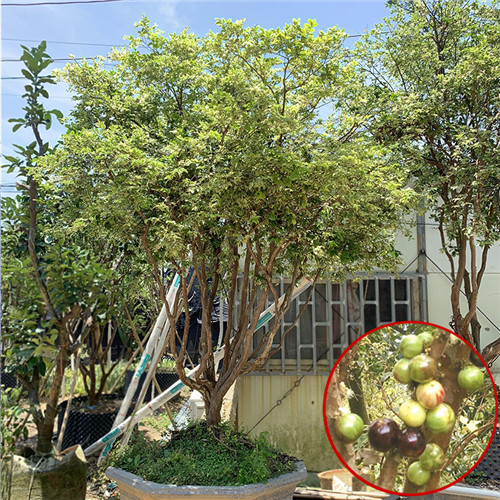 东莞斑叶嘉宝果苗基地
