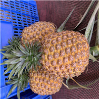 深圳霸王凤梨苗批发