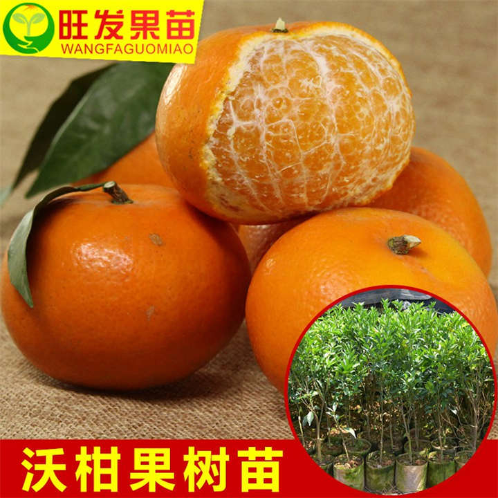 沃柑嫁接果树苗、优质品种沃柑苗 