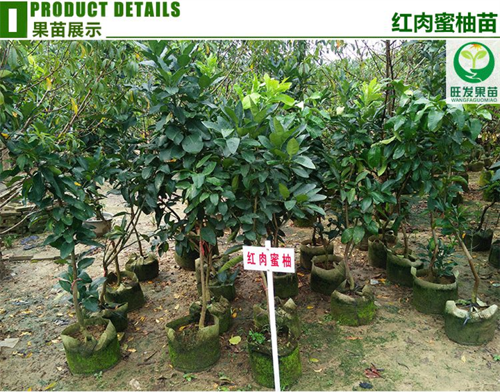福建红肉蜜柚苗基地、福建红肉蜜柚苗价格、批发红肉蜜柚苗 