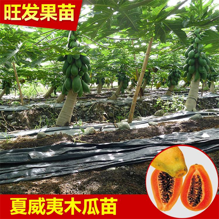 哪里有夏威夷木瓜苗卖？旺发果苗种植场 