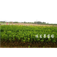 福建茂谷柑果树苗批发、福建茂谷柑苗、销售茂谷柑苗 