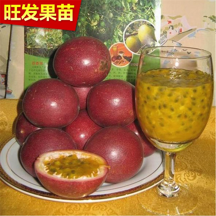 百香果苗盆栽植物紫香一号百香果树苗盆栽当年结果庭院阳台 