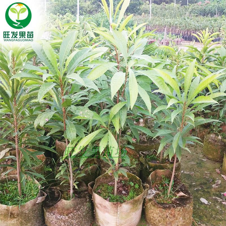 蛋黄果，又名:狮头果、蛋果、桃榄、仙桃 