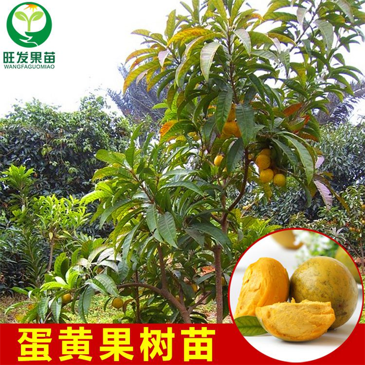 供应蛋黄果苗（鸡蛋果苗），福建蛋黄果苗价格 