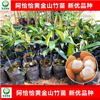 阿恰恰黄金山竹苗