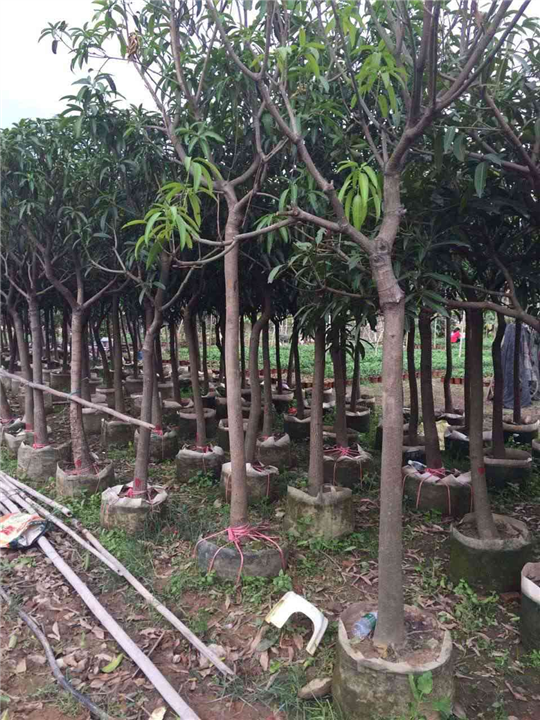 台农一号芒果苗价格 供应芒果苗 **芒果苗出售 