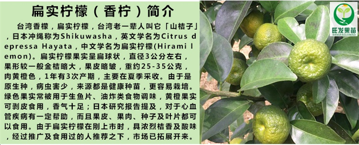 厦门扁实柠檬苗、厦门柠檬苗、厦门果苗 
