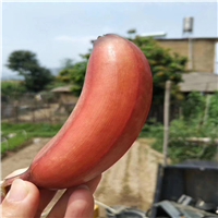 惠州红香蕉苗批发价格