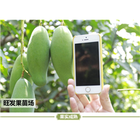 福建芒果苗 **桂七芒果苗 青皮芒果苗嫁接果苗 成活率高 