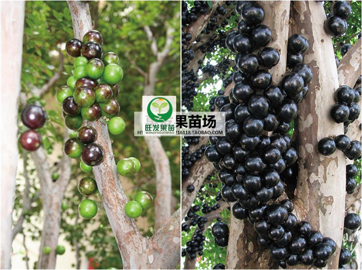 福建树葡萄苗价格，福建批发树葡萄苗 