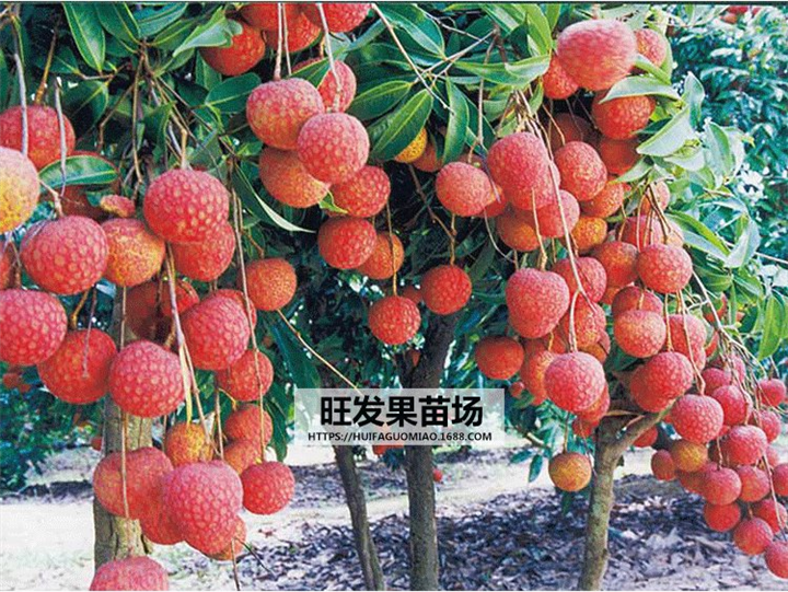 无核荔枝苗价格，批发荔枝苗，福建荔枝苗 