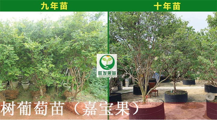 新品种树葡萄苗价格，泉州树葡萄苗基地 