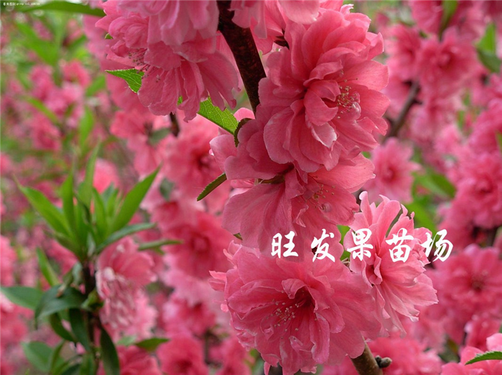 泉州桃花苗价格，泉州桃花苗，供应桃花苗 