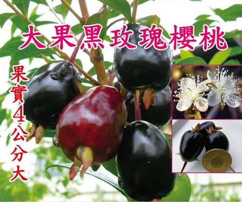 黑玫瑰樱桃苗价格、黑玫瑰樱桃嫁接苗 