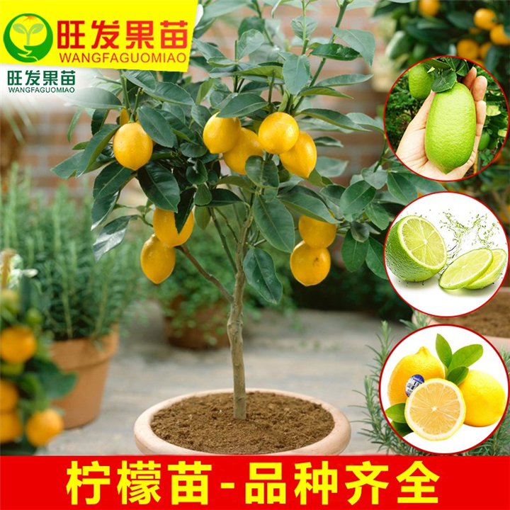 香水无核柠檬 四季香水柠檬 柠檬苗 特价柠檬苗 