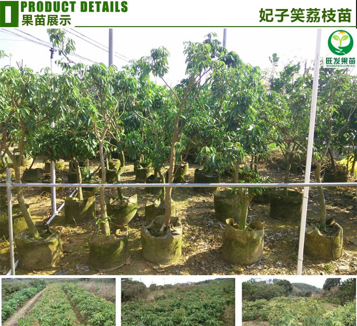 优质品种妃子笑荔枝苗 **荔枝苗批发 