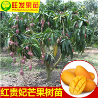 福建新品种红贵妃芒果苗 芒果苗 大批量芒果苗 价格优惠 