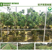 优质品种妃子笑荔枝苗 **荔枝苗批发 