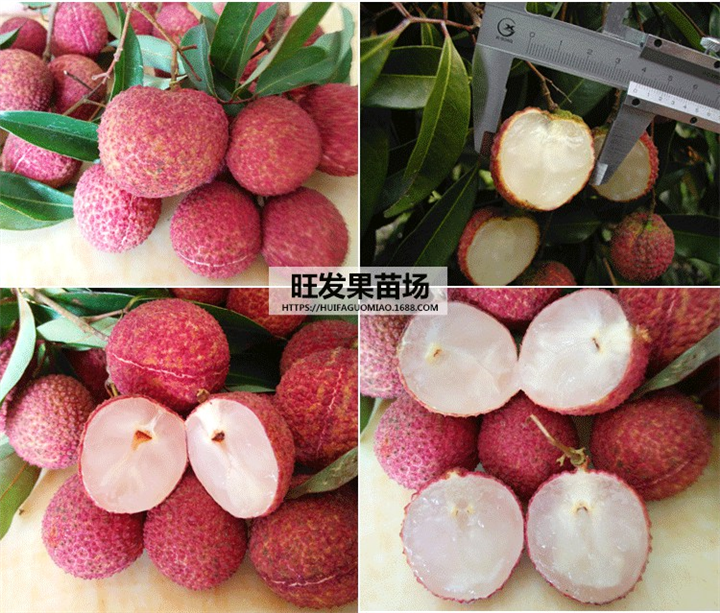 大量现货无核荔枝苗 量大价优 