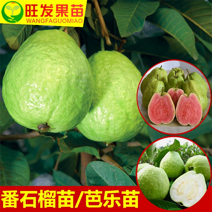 新品推荐果树苗正宗台湾四季珍珠番石榴苗嫁接苗 