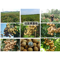正宗储良龙眼苗批发 **桂圆苗 嫁接苗 质量保证 产量高 