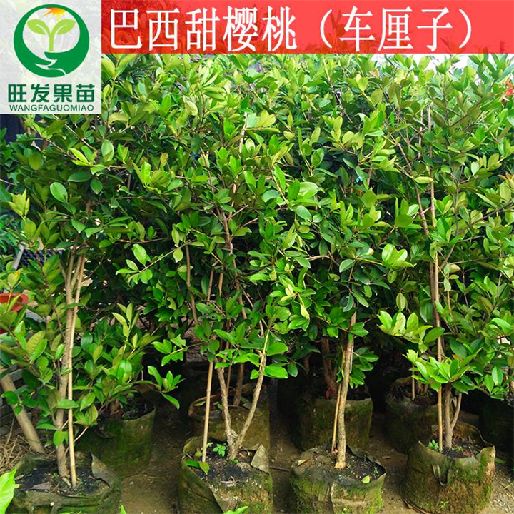江西巴西甜樱桃苗（车厘子）江西巴西甜樱桃苗 
