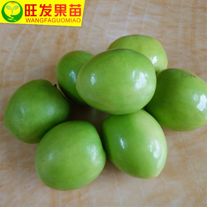 台湾蜜丝枣／大青枣／嫁接果树苗／早结果易结果／盆栽花园景观 