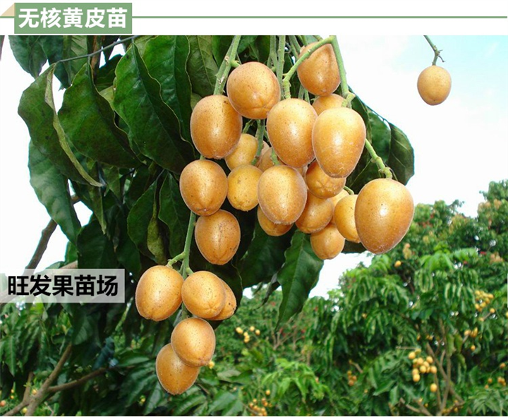 无核黄皮苗圃基地、无核黄皮苗大产量高 