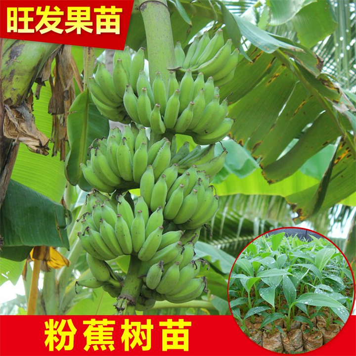 福建粉蕉苗基地，福建蕉苗，泉州蕉苗 