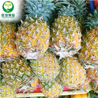 福建地菠萝（凤梨金钻菠萝）销售 