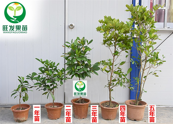 神秘果苗奇迹果苗水果树苗 北方种 南方种盆栽 地栽当年结果 