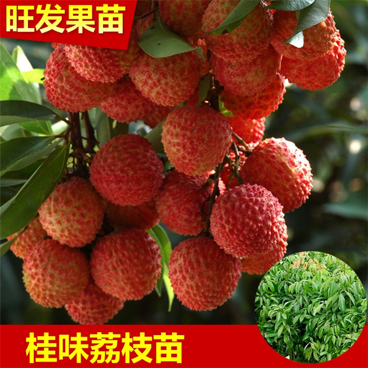 江西果树苗，江西荔枝苗，江西桂味荔枝苗 