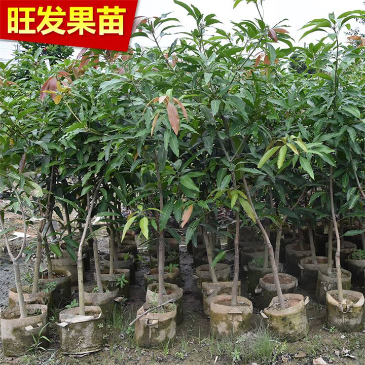 福建桂七青皮香芒苗、桂七芒果嫁接苗 泉州桂七芒果苗 