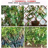 四季芒果苗价格 四季开花结果可盆栽地栽 福建芒果苗批发 