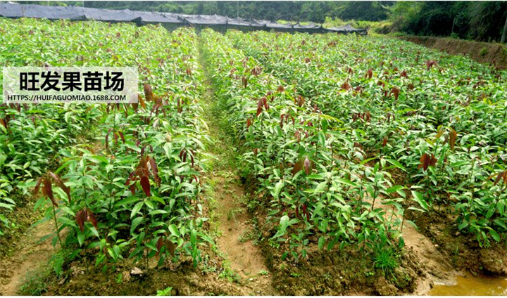 漳州芒果直生苗 漳州芒果苗 漳州芒果苗 
