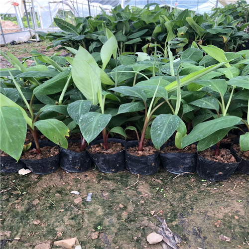 福建红香蕉苗多少钱