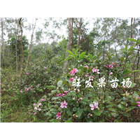 江西捻子苗价格，江西捻子苗，批发捻子苗 