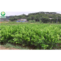 泉州红肉柠檬苗基地，泉州红肉柠檬苗 