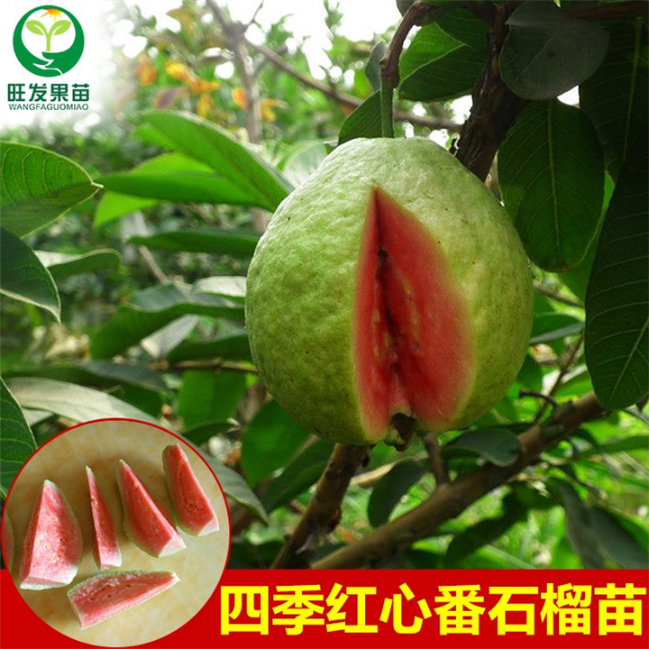 台湾四季红心番石榴 大果番石榴苗 盆栽矮化苗 